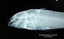 Aspidoras maculosus FMNH 54810 holo lath x